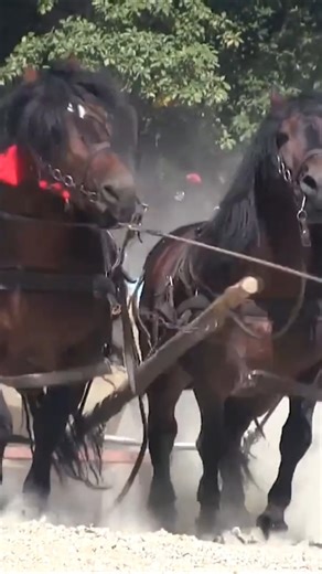 HOYTA #horse #sterstallion #sterstallion #farming #farming #automobile #farrierlife #agriculture