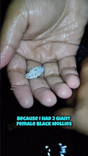 Molly Fish Breeding Setup 😍🐟☘️ #shorts#mollyfish#breeding#breedingsetup#guppyfish#aquarium#tank#fish