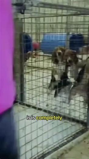 5.8K views · 232 reactions | Rose, who was part of the rescue of 23...