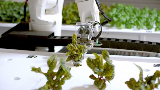 Watch robots grow food without any farmers