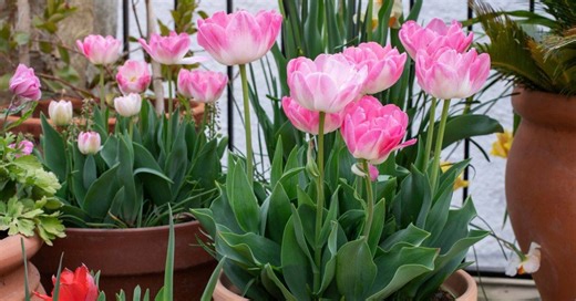 Tulipanes, cuidados y significado de la flor del amor