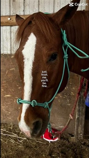 Just trust☺️#horse #equestrianjourney