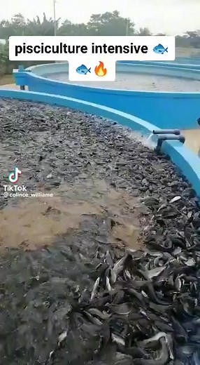 1K views · 27 reactions | Pisciculture super intensive  | Jordan Talom enterprises | Facebook