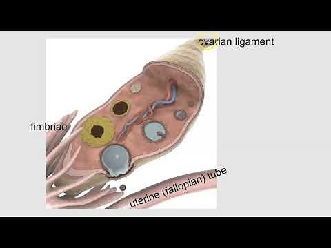 Basic Anatomy of the Ovary