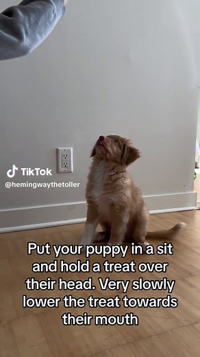 Before Hemingway, I didn’t realize the importance of IMPULSE CONTROL and how it differs from teaching a dog to “leave it!” Teaching your puppy impulse control helps reinforce calm behavior and exhibit self control in challenging situations without depending on their owner to cue or manage the dogs behaviour! #fyp #dogsoftiktok #puppy #dogtraining #dogtrainingtips
