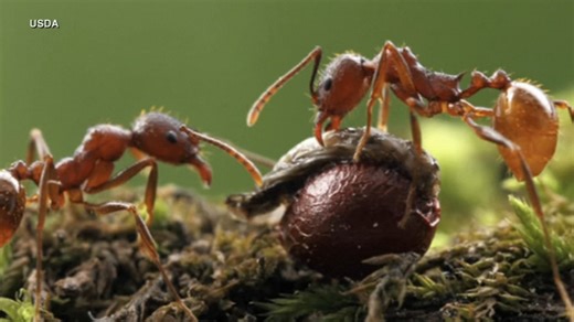 2.5M views · 22K reactions | An invasive species of stinging ant is spreading across the U.S., having been detected in at least 20 states. Their stings can lead to anaphylaxis. Full Story: https://abc7.la/4dXbDm3 | ABC7 Morning Show | Facebook