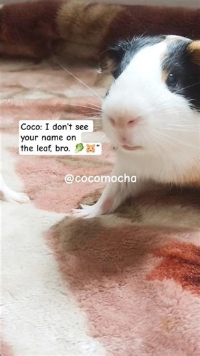 “Mocha blinked… Coco bit. 🥬🐹” #GuineaPig #CocoAndMocha #siblings #fightinggames