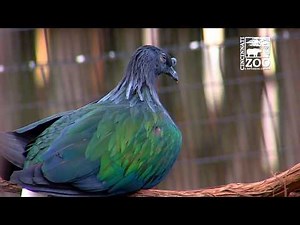 Free Flight Aviary - Cincinnati Zoo