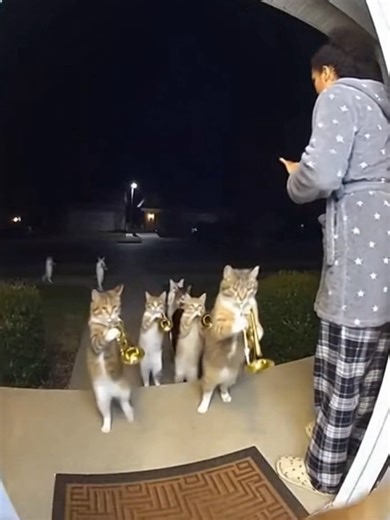 The Orange Cat March: A Delightful Showcase