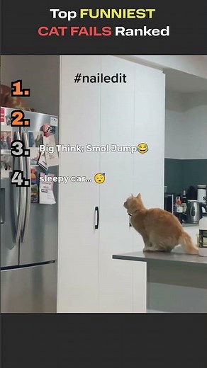 Top FUNNIEST CAT FAILS Ranked!😹 #ranked #animals #hilariousfails #fails #funny #failsvideo #cats