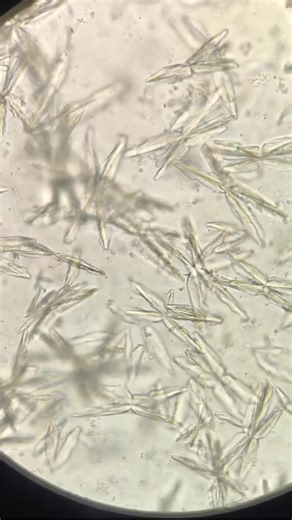 Exploring the World Through Microscopy