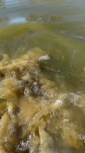 The reason big fish are big #bassfishing #fishing #bigfish | Dustin Wilks