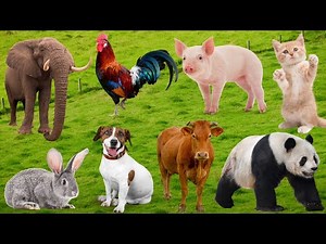 Farm Animal Food: Cow, Horse, Rabbit, Chicken, Cat, Dog, Duck, Sheep, Goat, Buffalo – Animal Life