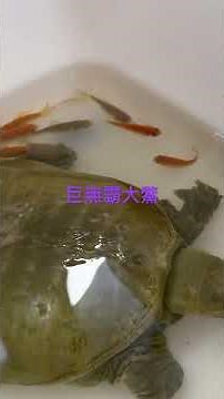 Sax Ruby ／星星知我心