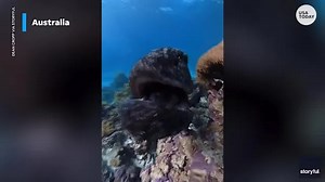 Dinner for one! Massive fish with a taste for photography swallows underwater camera.