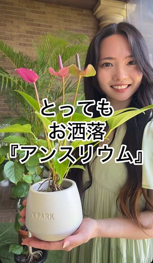 初心者に最適なアンスリウムの育て方