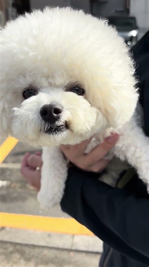 日曜日朝のお散歩ルーティン