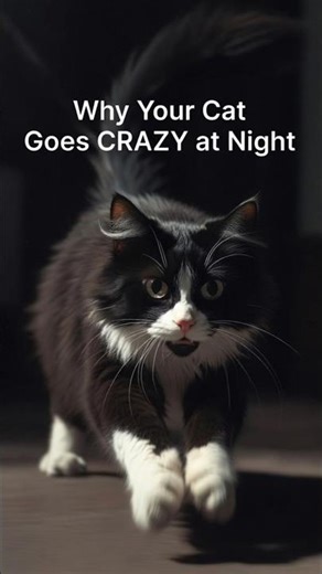 Why Your Cat Goes CRAZY at Night (The Truth Will Shock You) #catlove #catinstict