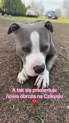 Nowa obroża dla psa - styl i komfort