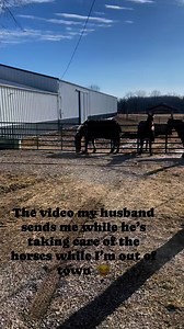 406K views · 1.3K reactions | Hilarious  | Free Spirit Equestrian | Facebook