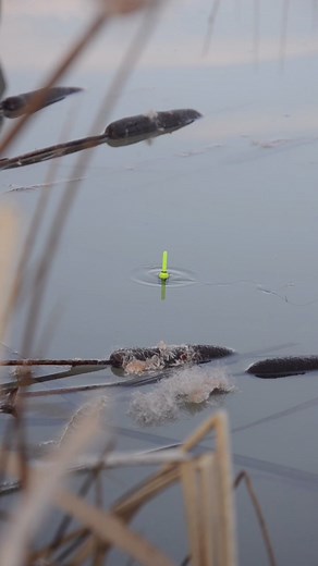 Wait for it 😏 #fishing #bobber #float Check our YouTube Channel for more float fishing videos! 👌🏻