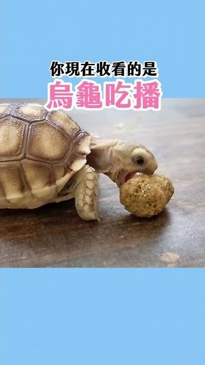 【阿神寵物】沈浸式擼烏龜🐢屋頂龜、陸龜可愛吃播❤️ ft. 昆蟲擾西 ｜ #shorts #turtle