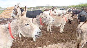 42K views · 5.1K reactions | The Cottage Barn herd have welcomed our donkey weekers to Sidmouth with a wonderful chorus!  | The Donkey Sanctuary | Facebook