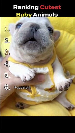 These Baby Animals Are TOO CUTE 💗