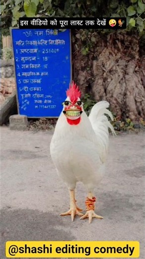 मुर्गा अपने मालिक (VS🤪🐓)को बोला चाकू लेकर कहां जा रहे हैं#dalimsharma #comedy #funny