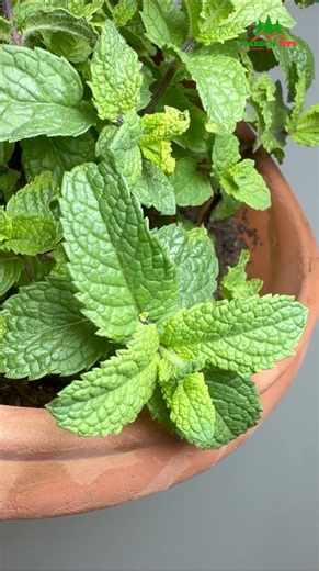 How to Grow Mint at Home 🪴 #shorts