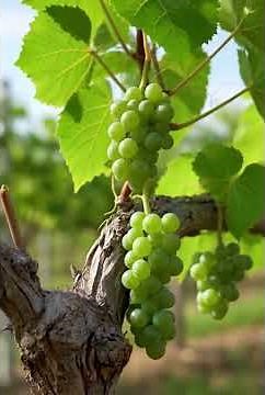 포도 가지치기(Korea Grapevine pruning, Dormant pruning) #포도 #가지치기 #전정