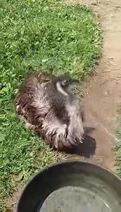Just an emu taking a bath….. Miss Big Bird | The Barnyard Sanctuary