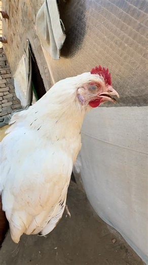 ch shani vlogs on Instagram: "Treatment of respiratory disease and throat snoring in chickens #treatment #poultry #respiratory #minizoo"