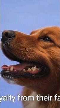 "Affenpinscher:The Fearless Monkey Dog | Breed Facts & Care Tips!"#facts #doglover #animals #pets