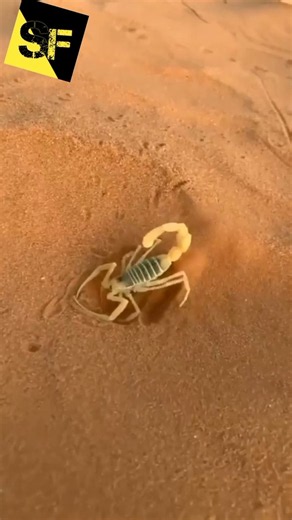Scorpion Facts That Will Shock You! 🦂 | Can a Scorpion Live 1 Year Without Food?