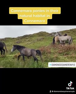 105 reactions | Some of our younger ponies out in their natural habitat here in Connemara. #connemaraponies #connemarapony #diamondsequinerenvyle #theconnemaraponynationalstud | Diamond's Equine Renvyle - The Connemara Pony National Stud | Facebook