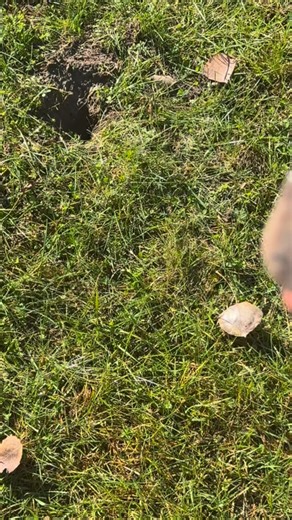 Pink and Blue Petoskey Stones!😮 | The Petoskey Stone