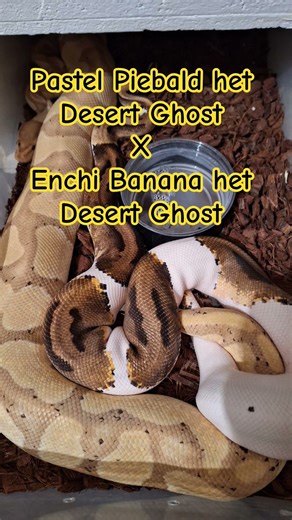 clutch 2026 #ballpython #snake #königspython #pythonregius #reptiles