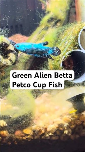 Green alien betta in the 6-gallon planted nano tank ✨🐟💚#bettafish #greentalienbetta #plantedtank