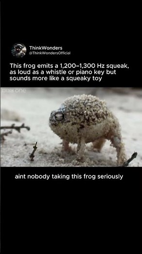 This Tiny Frog Screams Like a Toy 🐸 (Desert Rain Frog) #fyp #cuteanimals #viral