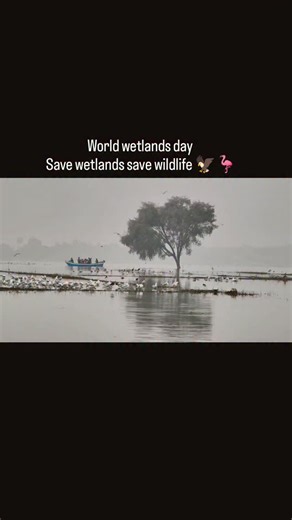 Bhigwan wildlife on Instagram: "World Wetlands Day World Wetlands Day is observed every year on 2nd February to highlight the importance of wetlands and their role in protecting nature and human life. Wetlands include lakes, rivers, marshes, ponds, mangroves, reservoirs, and other water-rich areas. 🌱 Importance of Wetlands • Store and recharge groundwater • Control floods and reduce drought impact • Naturally purify water • Support livelihoods of farmers and fishermen • Help fight climate chang