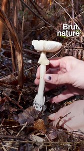 650K views · 6.3K reactions | "Les gens font trop confiance aux applications, il faut être hyper prudent !" Les applications pour reconnaître les champignons que l'on peut manger et ceux qui sont toxiques voire mortels, ça marche vraiment ? On est partis à la cueillette avec la mycologue Aurélie Sanchez. | Brut nature FR | Facebook