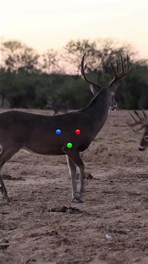 Extreme Deer Hunting in the Wild | Skillful Shot & Survival Experience