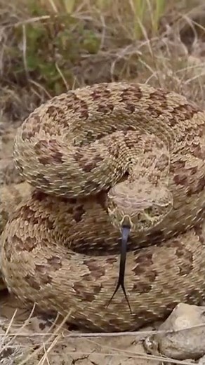 Why Rattlesnakes Rattle