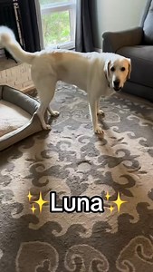 ✨Luna✨ Hi, I’m Luna! I’m a big, lovable goofball with a heart as huge as my paws! If you walk through the door, expect me to greet you with an excited bark and my signature standing hug—I just can’t help myself! I adore my humans so much that when they come home, I get so happy I cry and bounce around like a kangaroo. I do bark at visitors when they enter the home, but I quickly welcome them and enjoy being petted. Food? Oh, I love it! I’m not picky at all, but don’t worry—I have good manners an