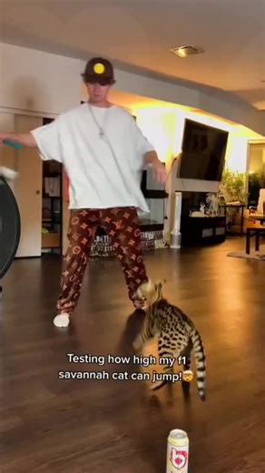 Bengal Cat Jumping Tricks with Bang Energy Drink