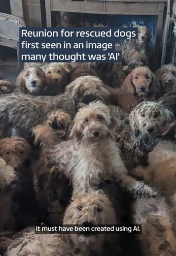 These dogs went viral earlier this year after the RSPCA posted a photo of 250 of them living in a single house. People found the image so shocking that they thought it was AI, which led to the RSPCA having to confirm its authenticity. Having been found new owners, most of the poodle-crosses were reunited with each other at the weekend. #dogs #rspca