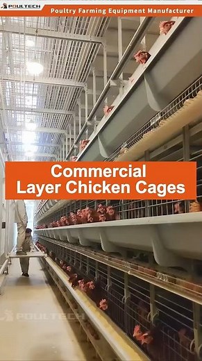 POUL TECH | Commercial Layer Chicken Cages #chickecage #chickenfarming