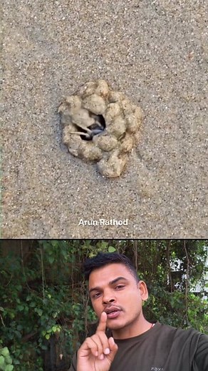 What is the AMAZING talent of a Crab building its home? #CrabVideo #CrabHouseBuilding #NatureSecrets #WildlifeTalent #AmazingNature #CrabConstruction #NatureDiscovery | Arun Rathod