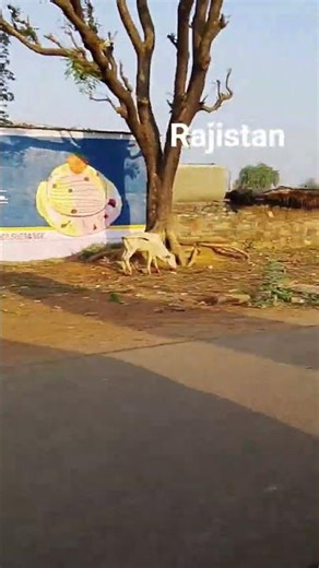 Rajsthan ka seen 🥰 | #shortsfeed